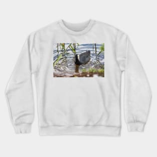 Hawaiian coot of Honolulu 2 Crewneck Sweatshirt